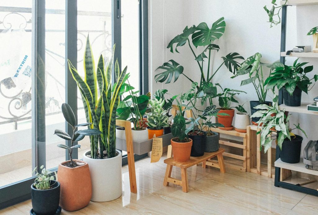 Indoor potted plants by a window, featuring various leafy greens on wooden stands and shelves